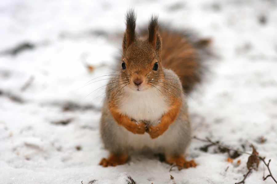 portrait of a cute fluffy squirrel on the white snow