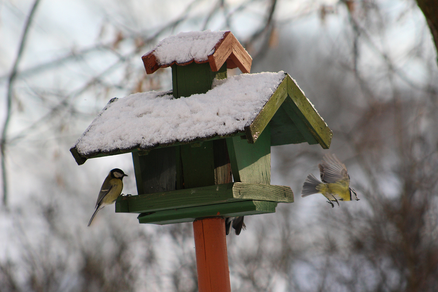 Winter feeding of birds
