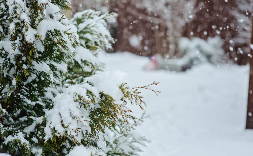 Clearing out your garden for winter