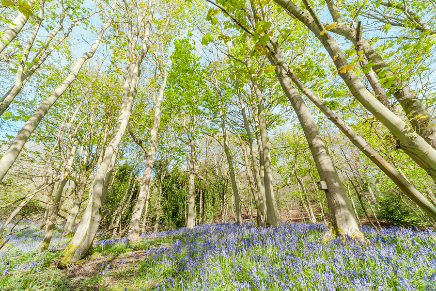 Colourful Spring Woodland at Bright Sunny Day with Bluebell Flowers