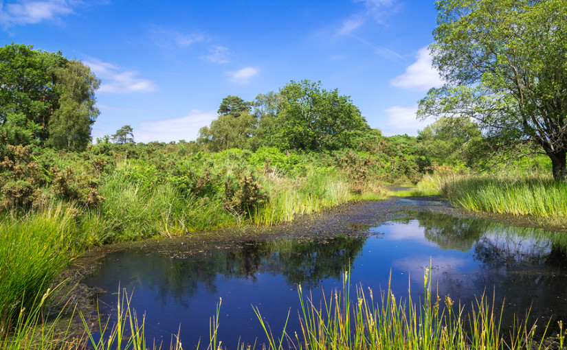 Gearing up for World Environment Day