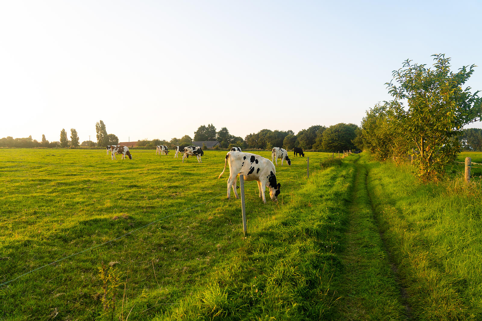 Brittany-Black-And-White-Cows-