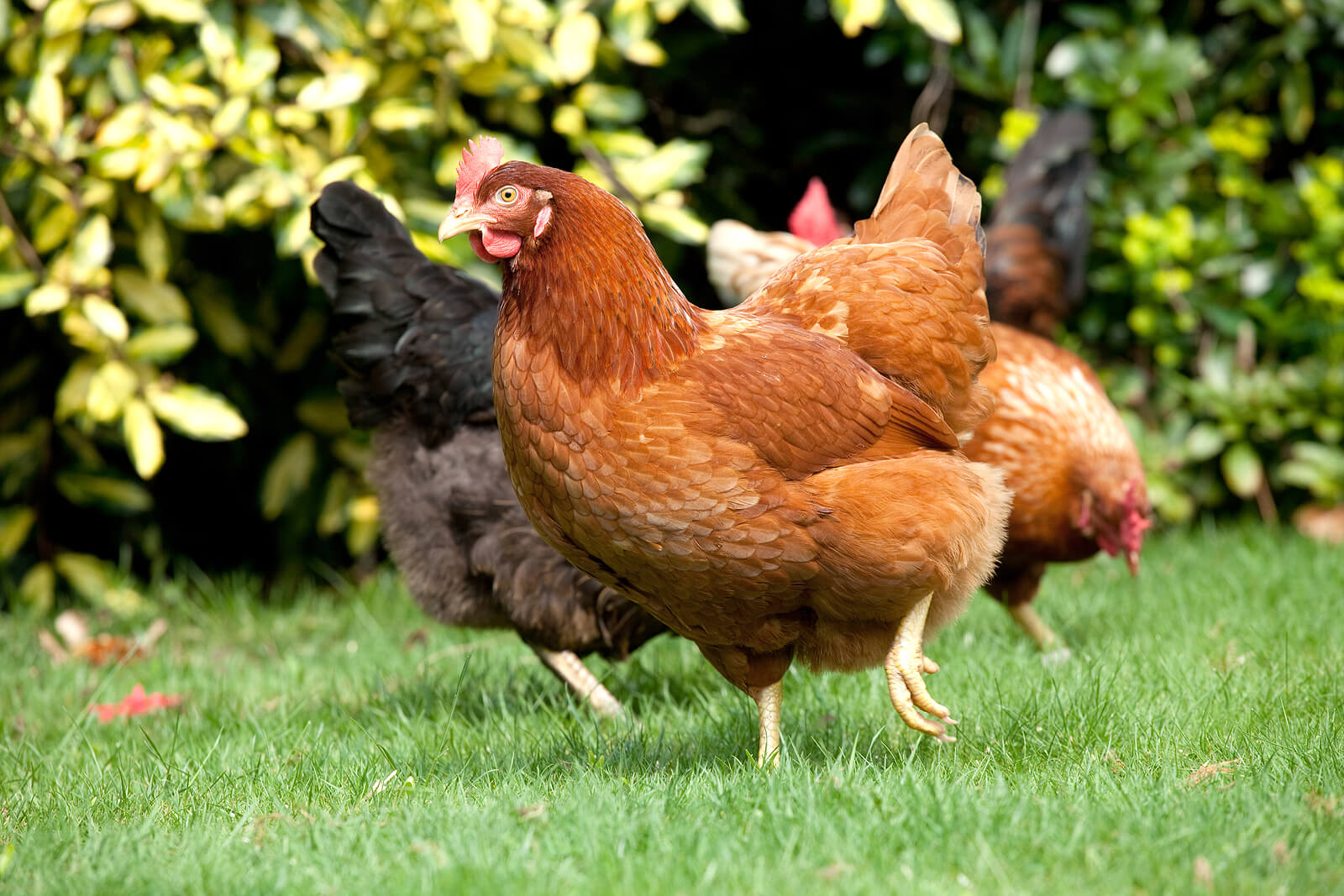 Chickens in a garden