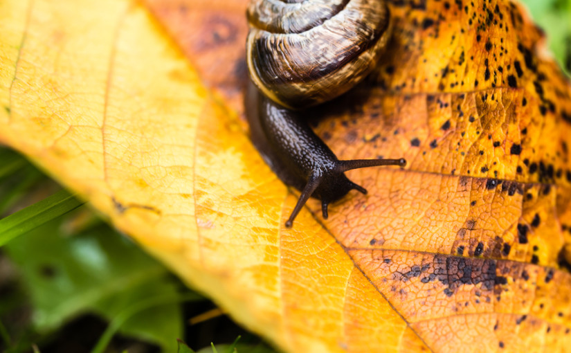 Garden waste: prepping the garden for autumn