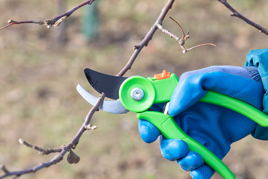 Pruning trees with pruners in the garden. Clean fruit trees from dead branches and useless for fruiting