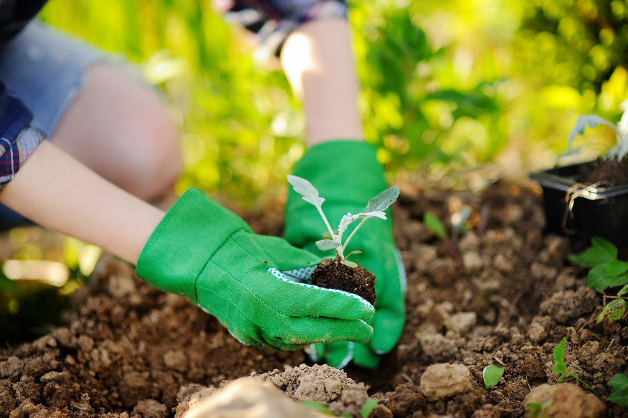 Woman planting seedlings in bed in the garden at summer sunny day.