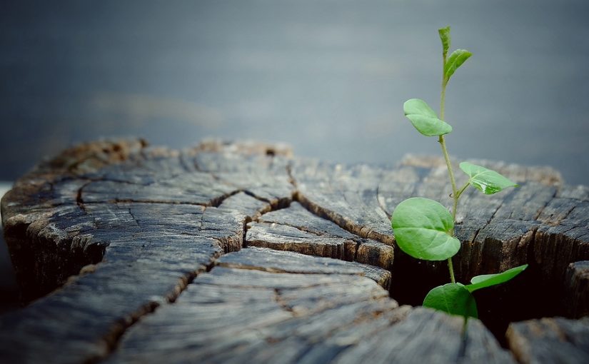 Is the public changing its mind over renewables?