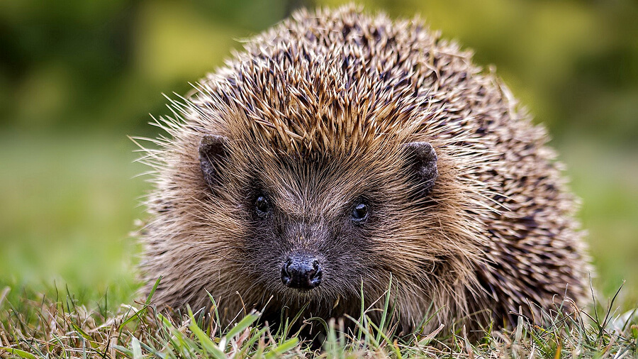Hedgehog-in-winter Hedgehog-in-winter