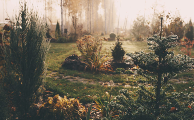 fog in early morning in late autumn or winter garden. Frosty beautiful rural view with pathway, lawn and plants.