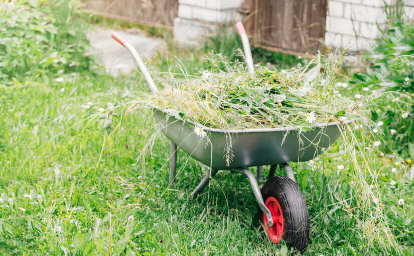 Garden cart with grass. Summer seasonal work in the garden. Gardening work.
