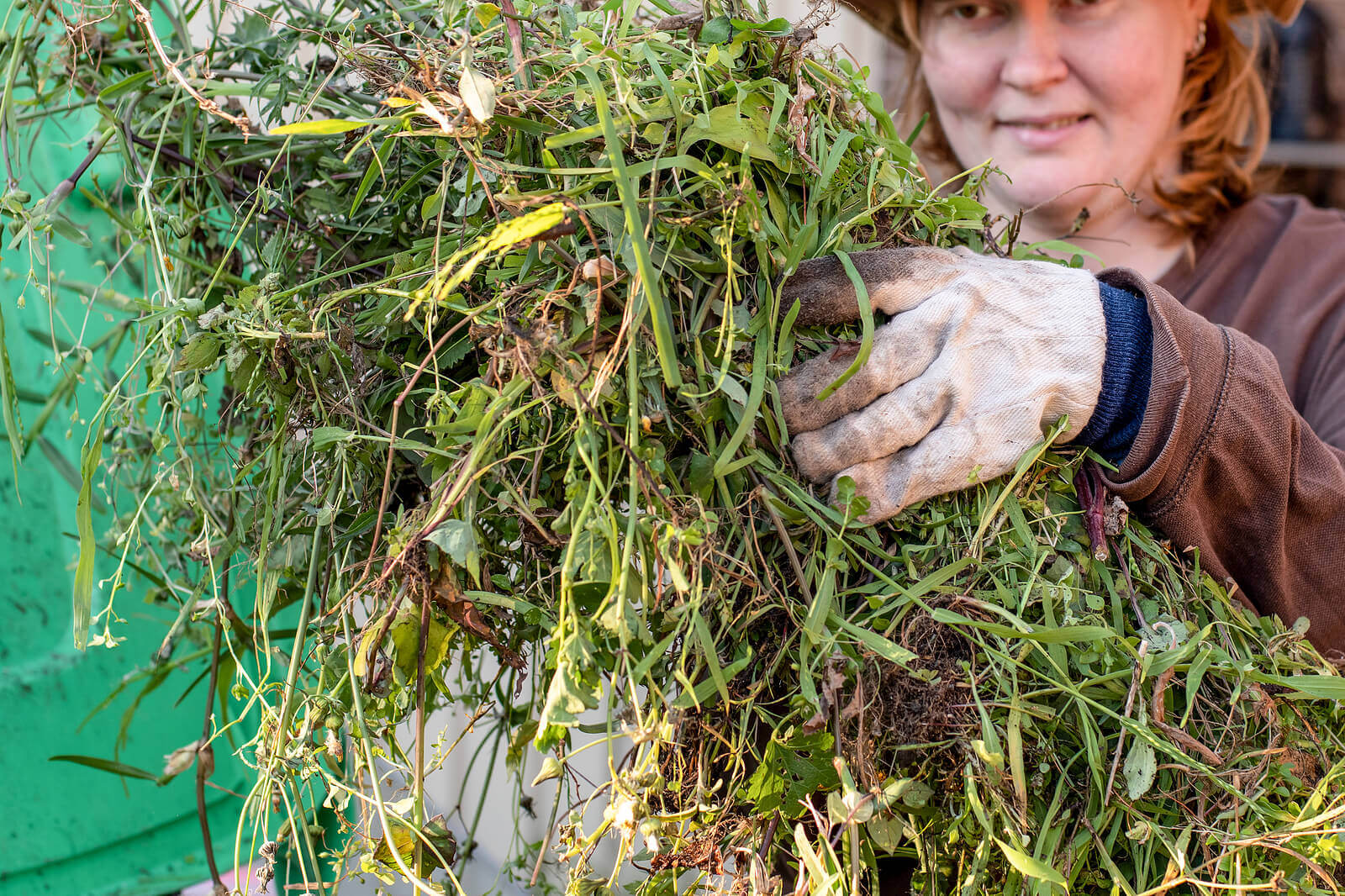 Green bin container filled with garden waste. Woman wearing gardening gloves doing spring clean up in the garden. 