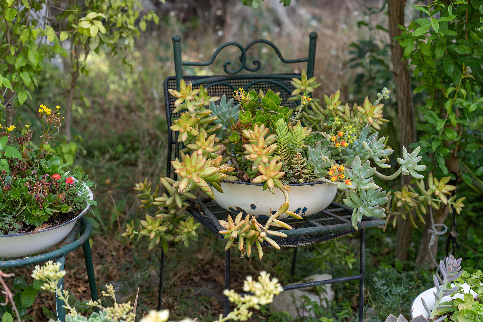 Old chair filled with succulents. Gontainer gardening reuse old containers around home for garden, is budget and environmentally friendly.
