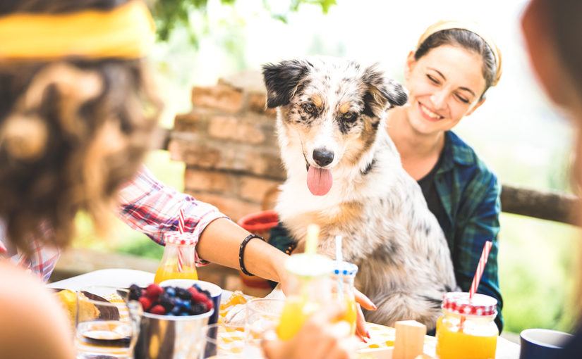A picture of a group of friends and a dog enjoying a garden party together.