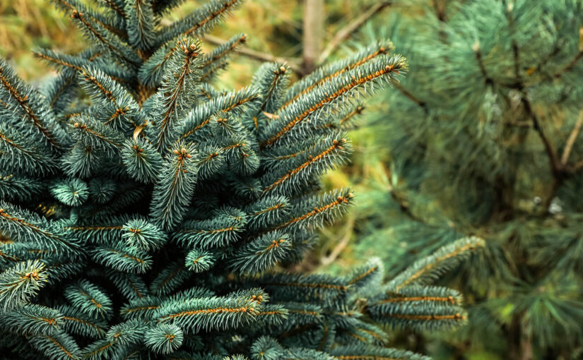 Where to Buy your Christmas Tree in Leeds