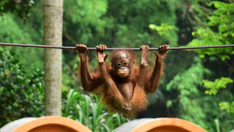 Orangutan ( Orangutan Kalimantan ) - close up details of the Kalimantan orangutan, orangutans in the wild