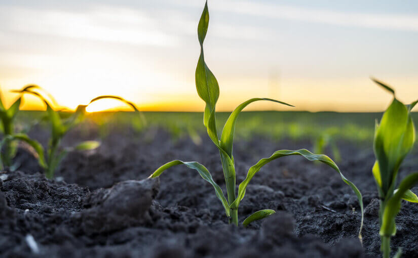 What is a Climatarian diet?