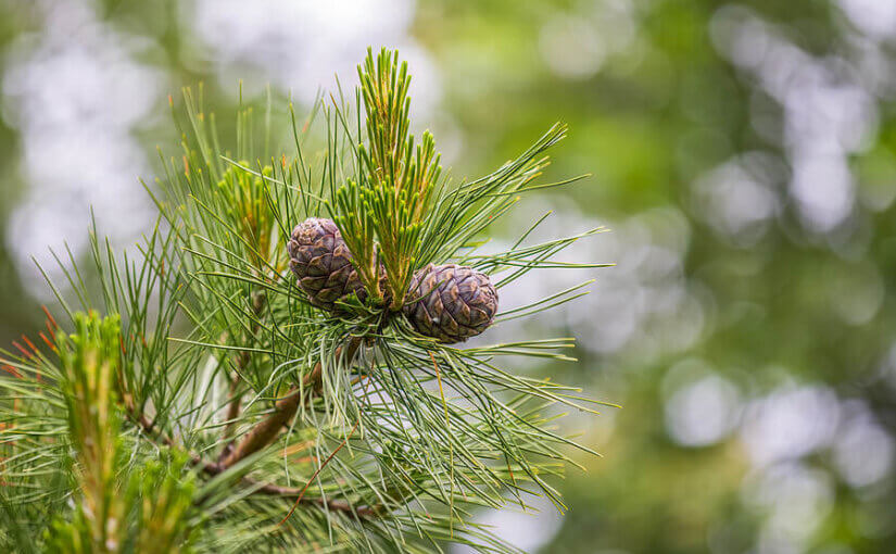 How to dispose of your Christmas tree