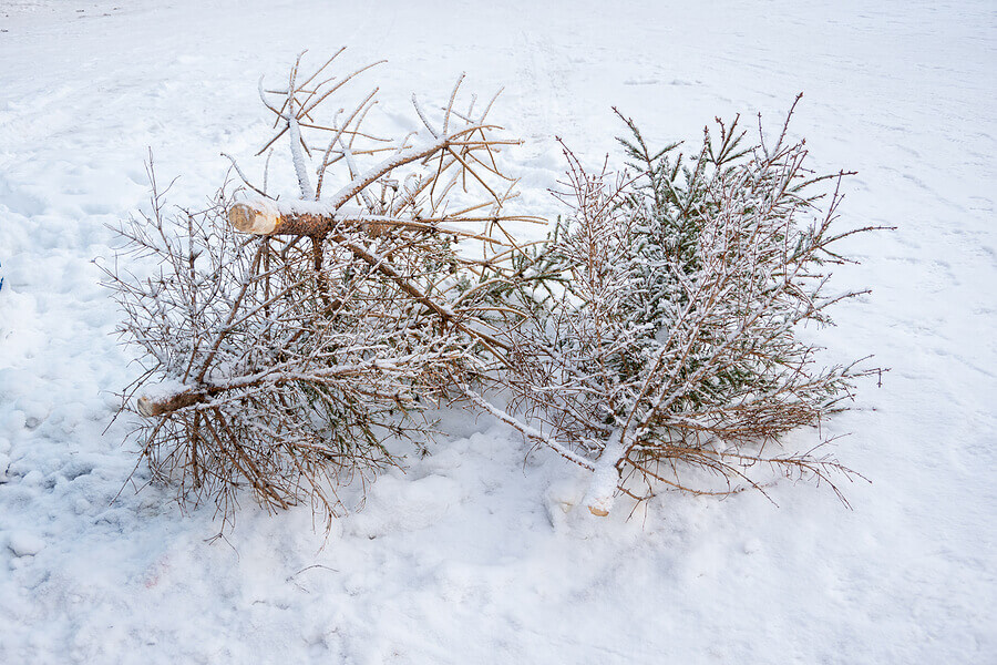 Christmas tree on the garbage can after the New Year holidays